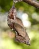 258889 – Photo : Denis Poirier – France (74)