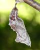 258888 – Photo : Denis Poirier – France (74)