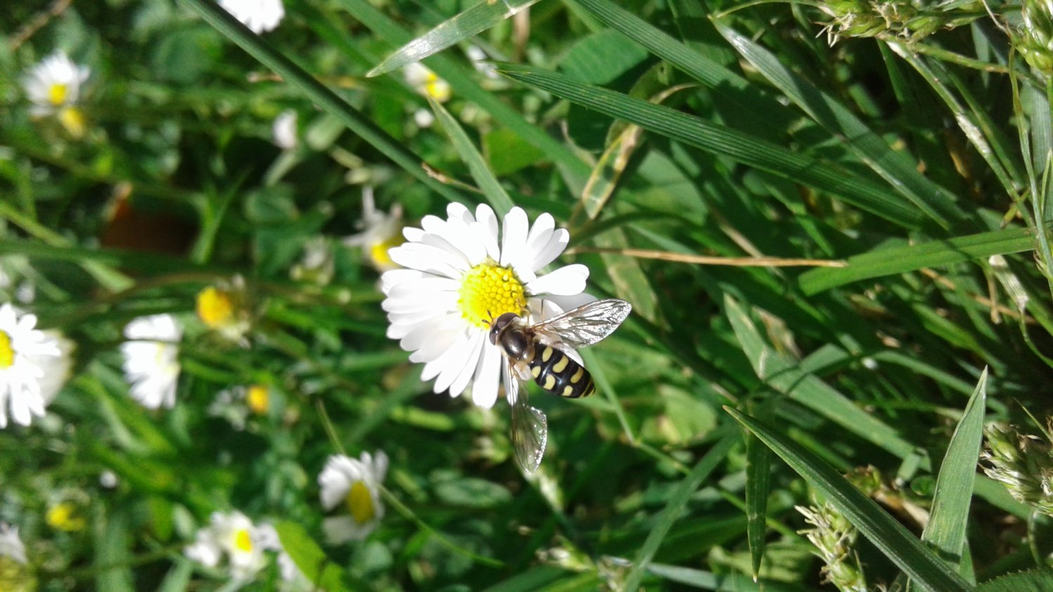 Anonyme - Eupeodes (Eupeodes) luniger - réf. 258304 (1500 x 844 pixels, 211 ko)