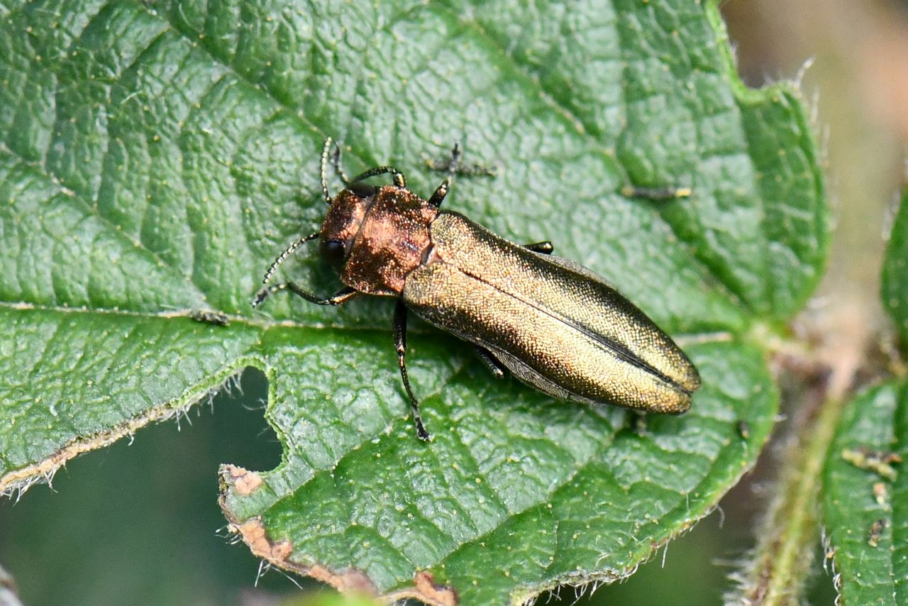 Michel Ehrhardt - Agrilus sp. - réf. 258563 (1280 x 854 pixels, 216 ko)