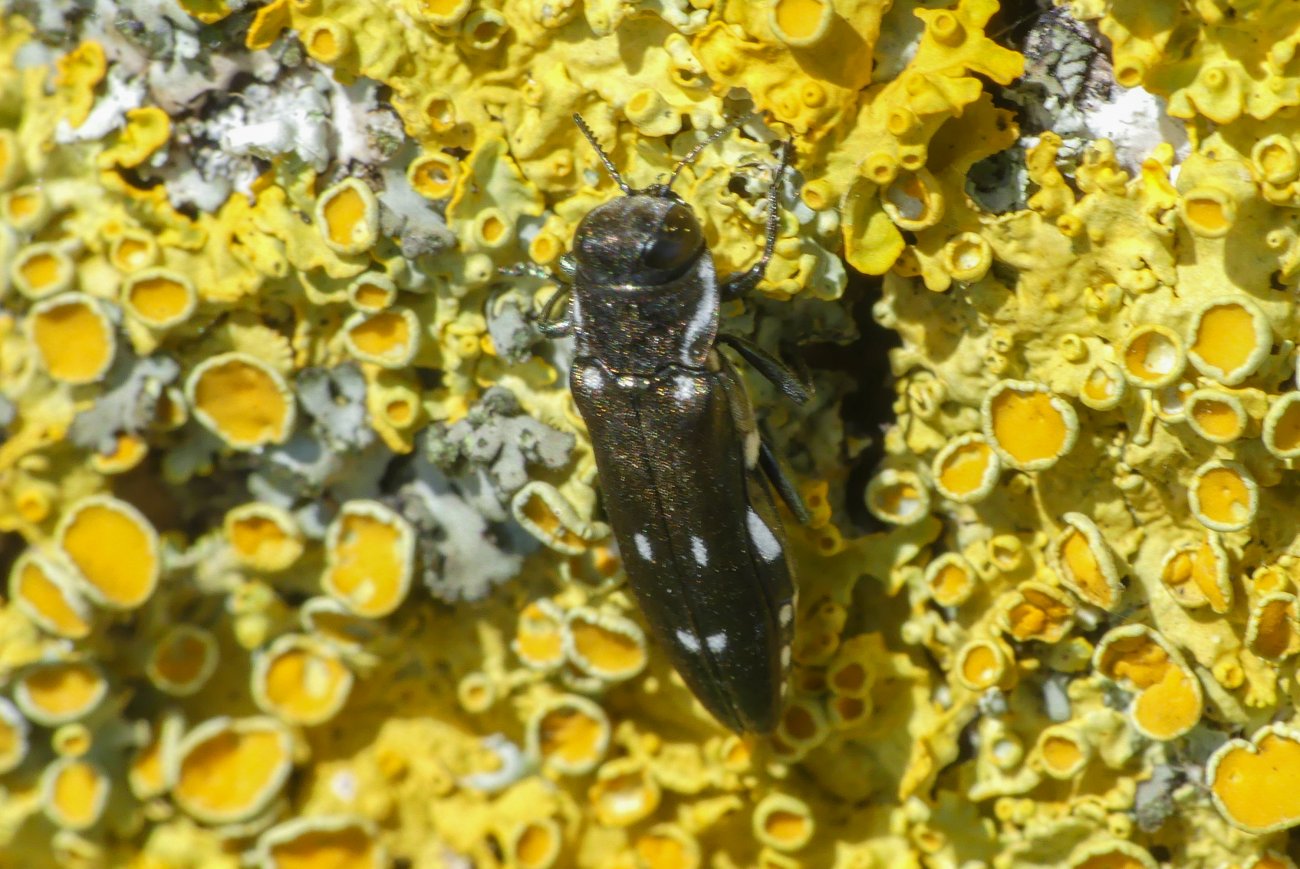 florent besson - Agrilus (Uragrilus) ater - réf. 258067 (1300 x 869 pixels, 219 ko)