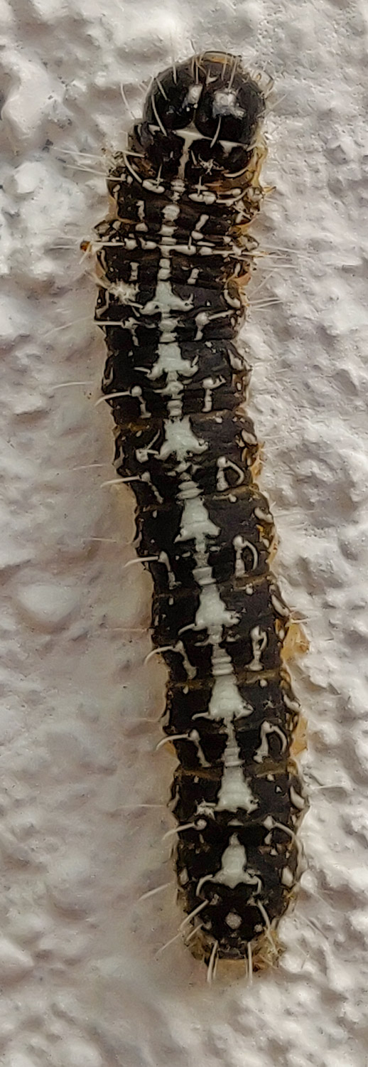 Cédric Mondy - Nyctobrya (Bryopsis) muralis - réf. 258213 (518 x 1500 pixels, 220 ko)