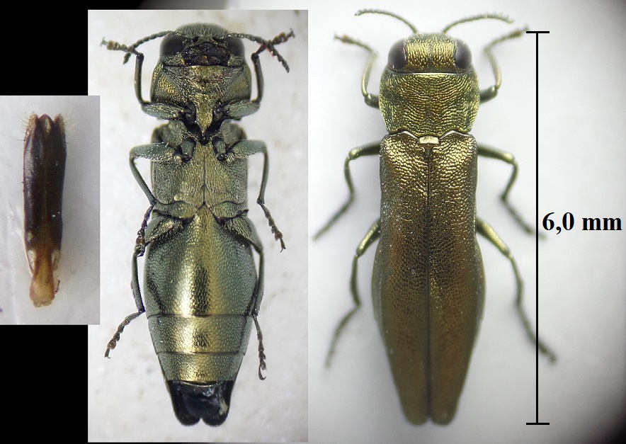 Alexis VINCENT - Agrilus (Agrilus) cuprescens - réf. 258762 (884 x 627 pixels, 204 ko)