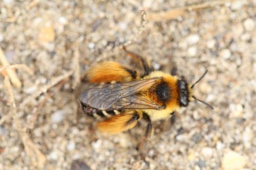 Dasypoda hirtipes