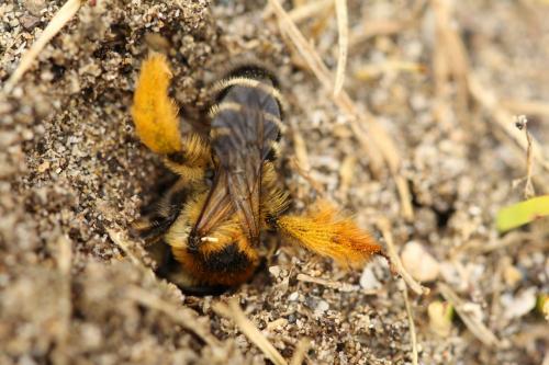Dasypoda hirtipes