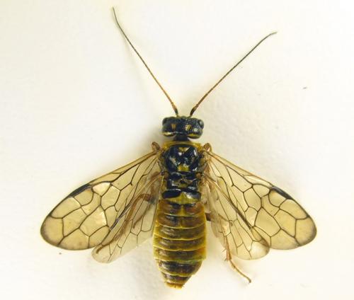 Cephalcia abietis