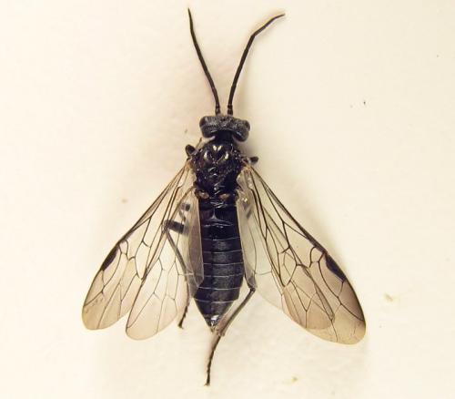 Réf. 259 925 : Dolerus aeneus
