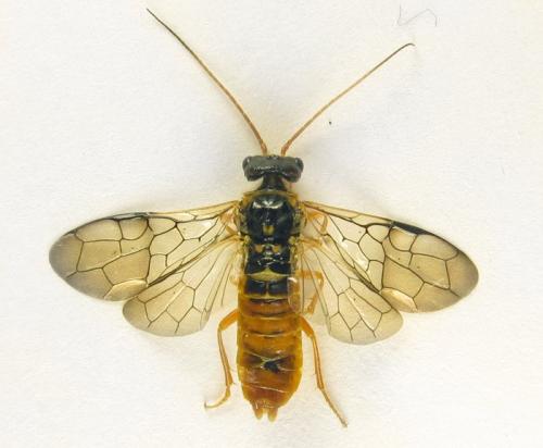 Réf. 259 025 : Cephalcia abietis