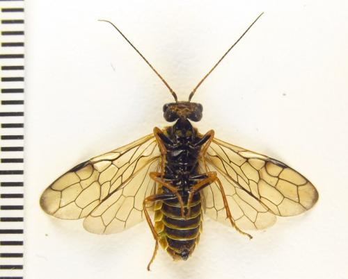 Réf. 259 084 : Cephalcia abietis