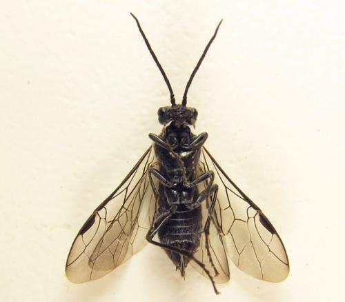 Dolerus aeneus