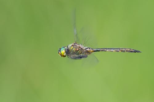 Somatochlora flavomaculata