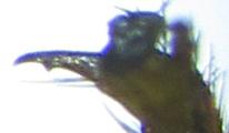 Cephalcia abietis