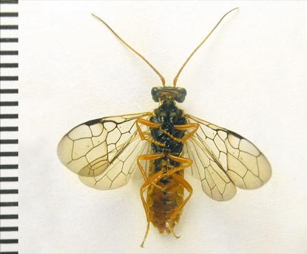 Cephalcia abietis