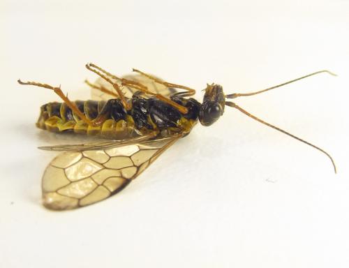 Réf. 259 086 : Cephalcia abietis
