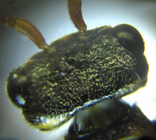 Cephalcia abietis