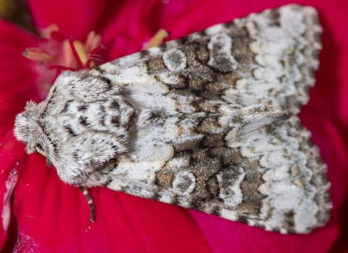 Réf. 259 528 : Hecatera bicolorata