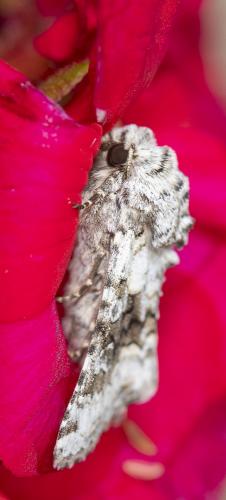 Réf. 259 531 : Hecatera bicolorata