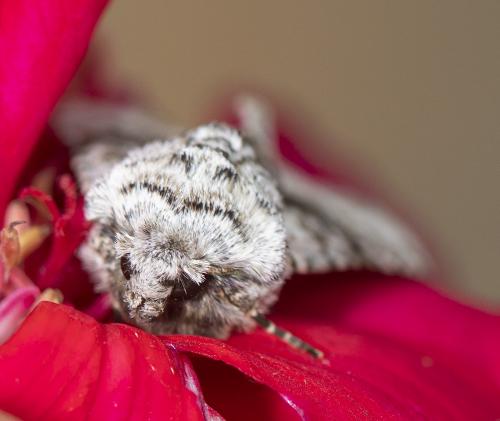 Réf. 259 529 : Hecatera bicolorata