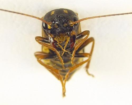 Cephalcia abietis