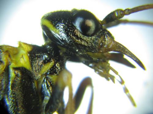 Cephalcia abietis