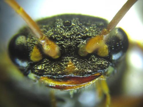 Réf. 259 030 : Cephalcia abietis