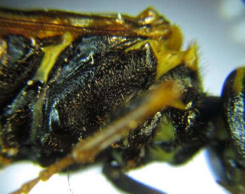 Cephalcia abietis
