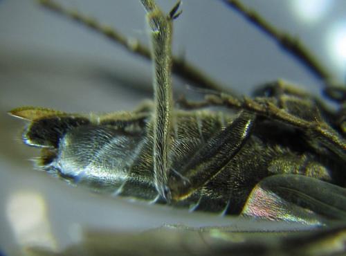 Dolerus aeneus