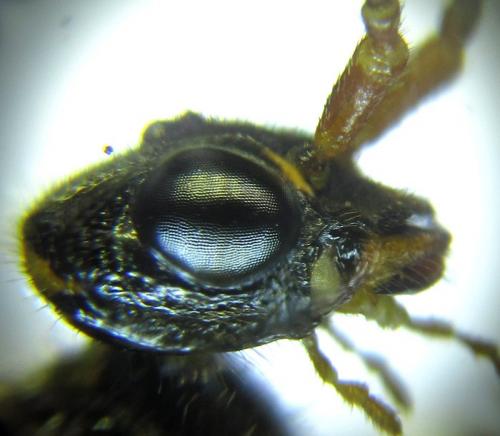 Cephalcia abietis