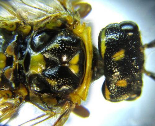 Cephalcia abietis
