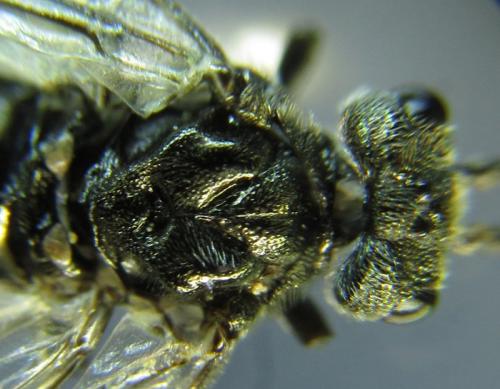 Dolerus aeneus