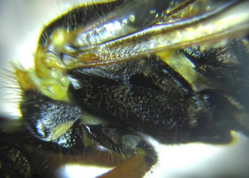 Cephalcia abietis
