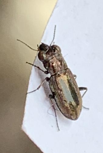 Réf. 259 589 : Notiophilus sp.
