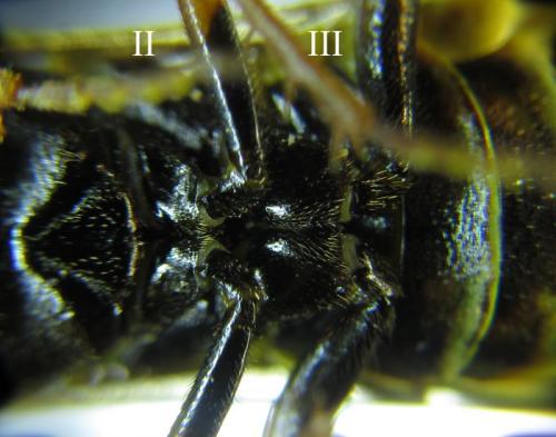 Cephalcia abietis
