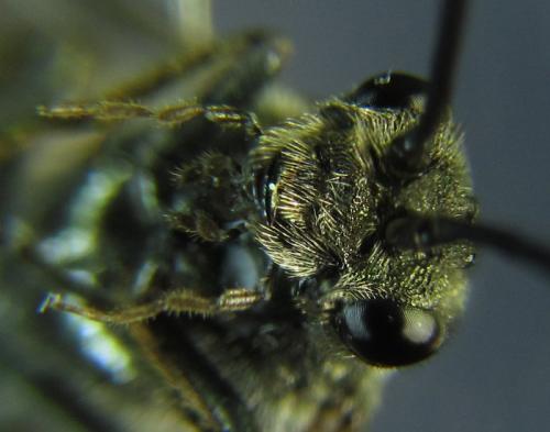 Dolerus aeneus