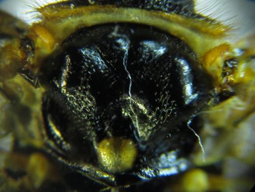 Cephalcia abietis