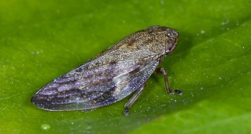 Aphrophora alni