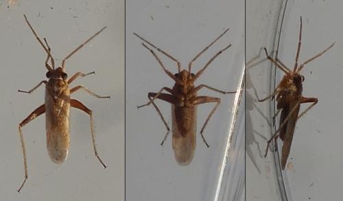 Dimorphocoris sp.