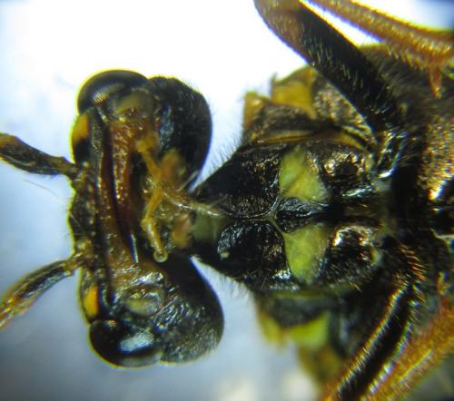Réf. 259 092 : Cephalcia abietis