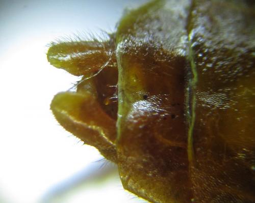 Cephalcia abietis