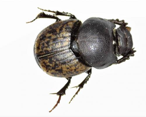 Réf. 259 828 : Onthophagus sp.