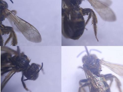 Halictus scabiosae