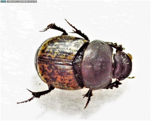 Réf. 259 844 : Onthophagus sp.