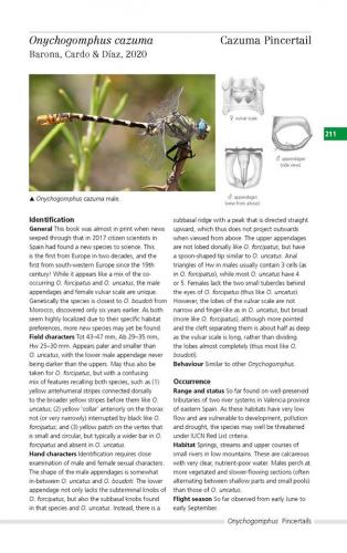 Onychogomphus cazuma
