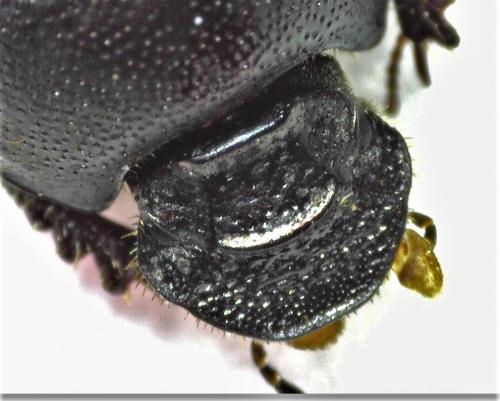 Onthophagus sp.