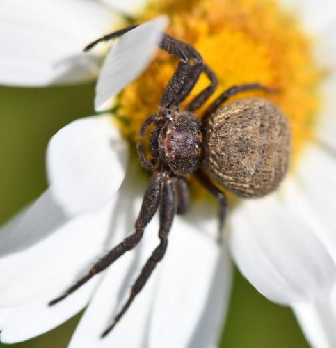 Xysticus_sl sp.