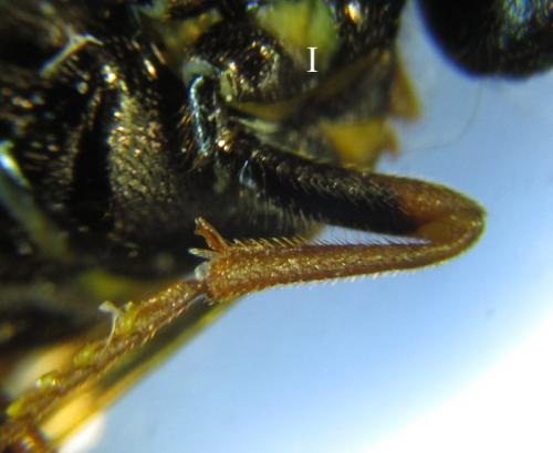 Cephalcia abietis