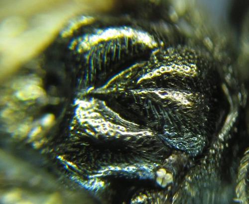 Dolerus aeneus
