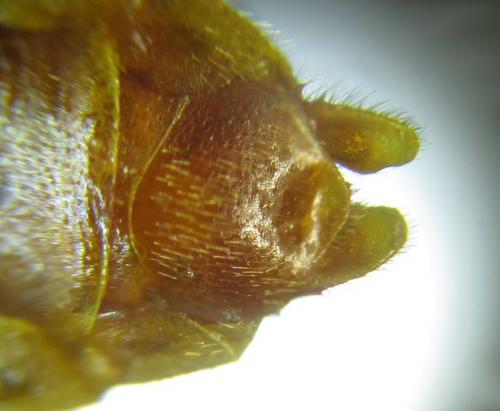 Cephalcia abietis