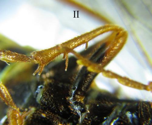 Cephalcia abietis