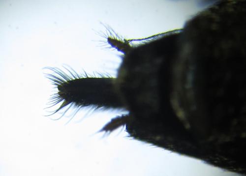 Dolerus aeneus